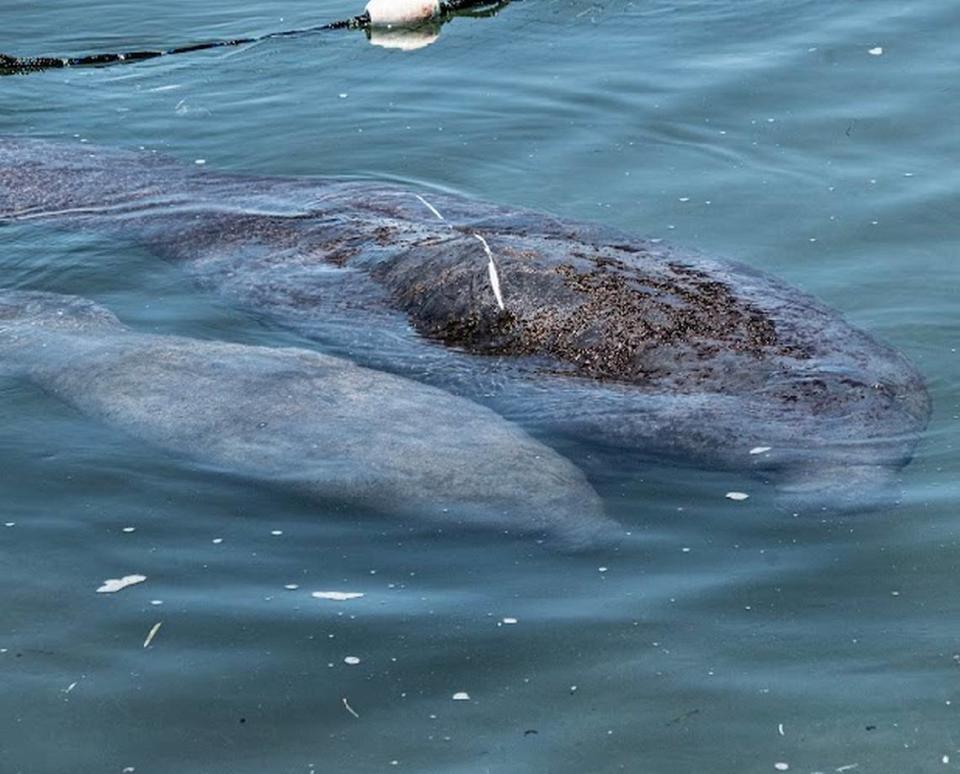 An injured manatee and her calf swim in Florida Bay in Islamorada Monday, May 1, 2023. The mother was hit by a boat, according to marine mammal rescuers. Dolphin Research Center