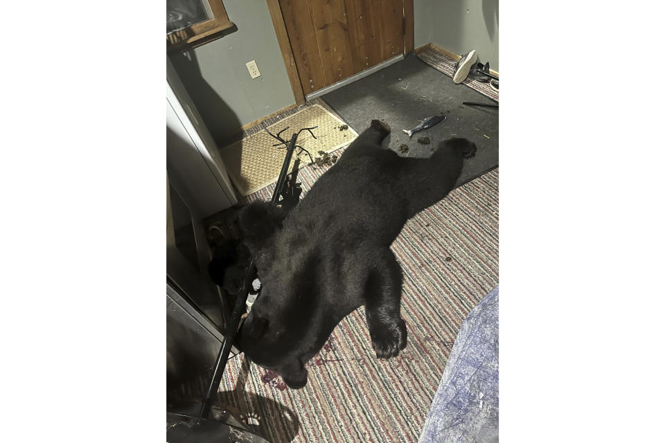 A black bear that was shot and killed by a homeowner is seen after breaking into a house, Thursday, Aug. 3, 2023, in Luther, Montana. (Seeley Oblander via AP)