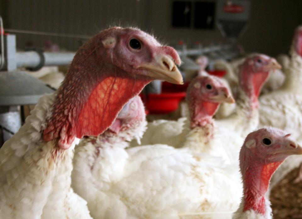 A 2015 bird flu outbreak led to the destruction of millions of birds in Iowa.