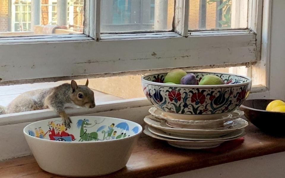 A squirrel sticks its head into the kitchen of Prof Mark Miodownik and Ruby Wright's flat in Sumner Buildings