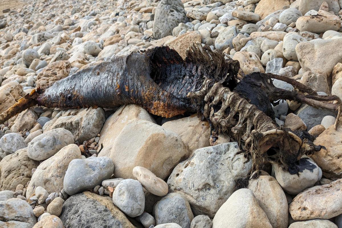 Dolphin carcass found washed up on Dorset shore <i>(Image: Imran Kelly)</i>