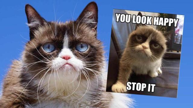 grumpy cat good night meme