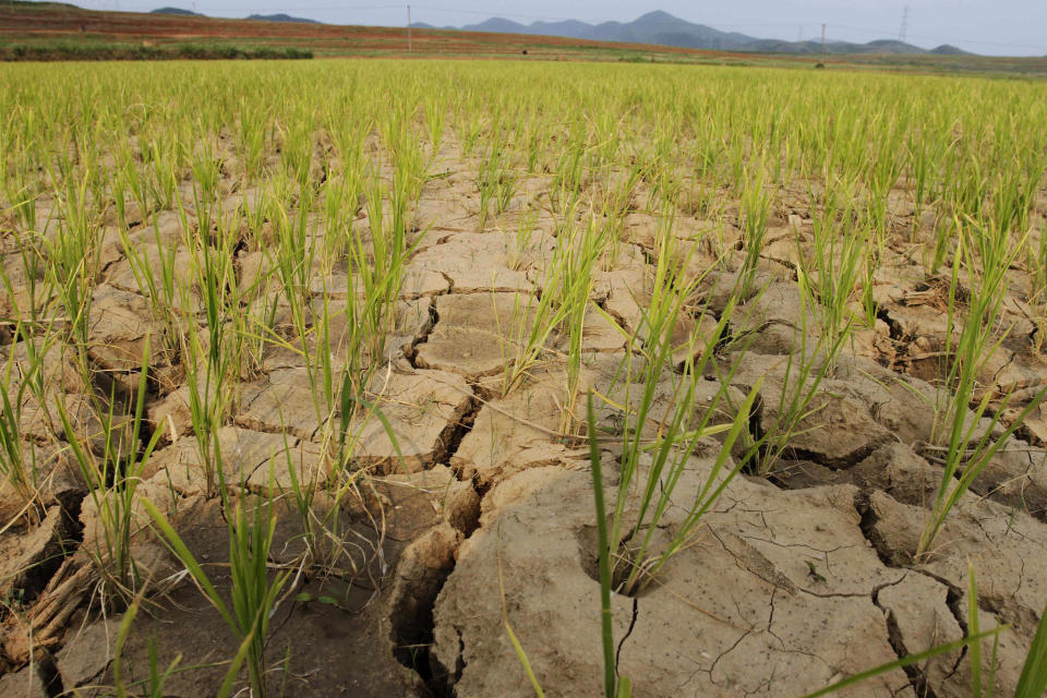 CORRECTS SPELLING OF RYONGCHON-RI - In this Friday, June 22, 2012 photo, rice plants grow from the cracked and dry earth in Ryongchon-ri, North Korea, in the country's Hwangju County. Both Koreas are suffering from the worst dry spell since record keeping began more than a century ago, according to officials in Seoul and Pyongyang. (AP Photo/Kim Kwang Hyon)