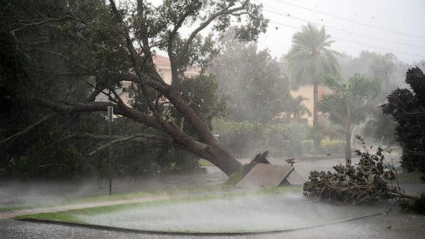 PHOTO: A tree is uprooted by strong winds as Hurricane Ian churns to the south in Sarasota, Fla., Sept. 28, 2022. (Sean Rayford/Getty Images)