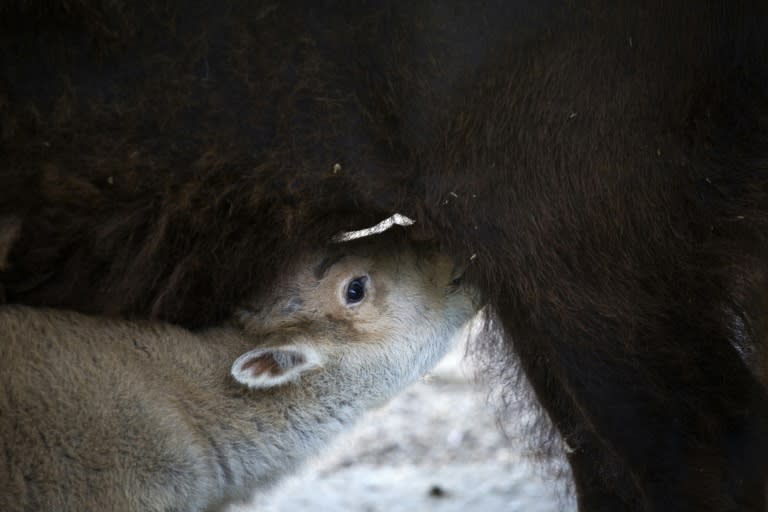 Many Native Americans consider white bison to be a good omen and a symbol of hope