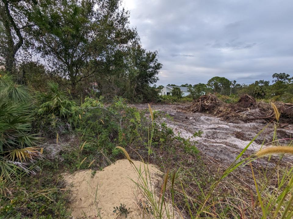 An active and lived-in gopher tortoise burrow on Lehigh Acres land that was cleared despite the reptiles' documented presence.