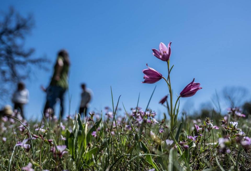 An adobe lily, a rare plant that grows in the clay soils of the Coast Ranges and the low hills of the Sacramento Valley, soaks up the sunshine during a tour earlier this month of Molok Luyuk, which means “Condor Ridge” in the Yocha Dehe Wintun tribal langauge.