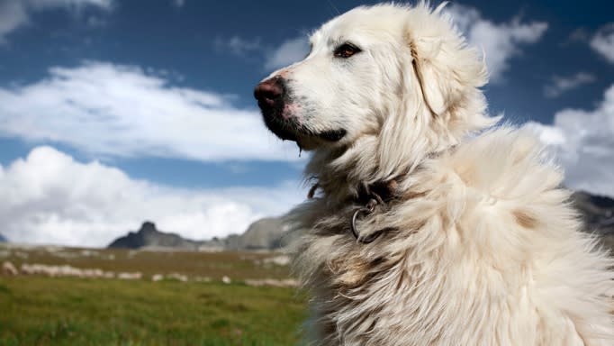 32 of the best outdoor dog breeds