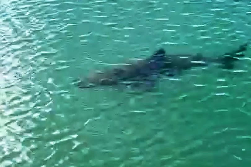 The juvenile basking shark cruised up and down the breakwater