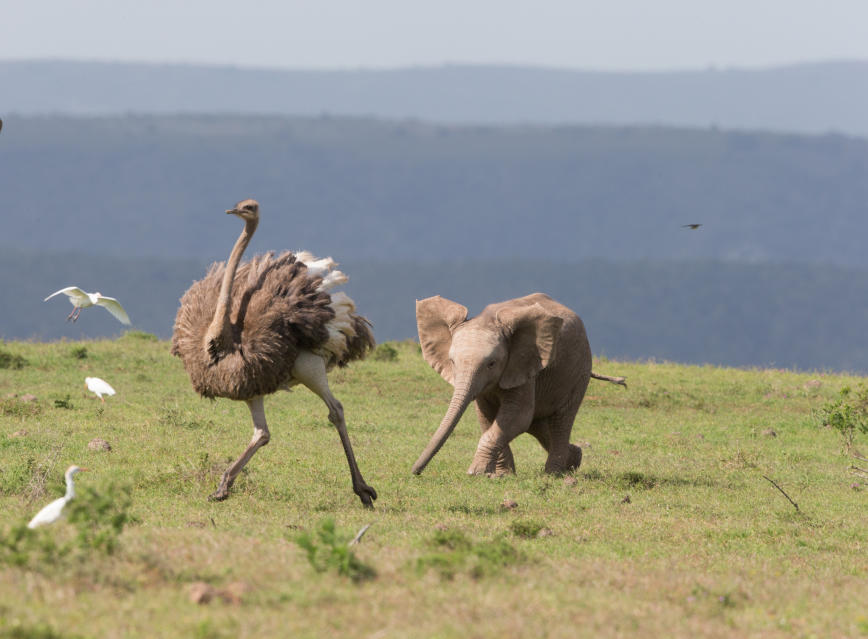 *** EXCLUSIVE *** ADDO ELEPHANT NATIONAL PARK SOUTH AFRICA - JUNE: A baby elephant chases an ostrich in June 2014, in Addo Elephant National Park, South Africa.A cute elephant calf chases an Ostrich in the Oddo Elephant National Park in South Africa. The herd of elephants were grazing when the youngster noticed the ostrich nearby and gave chase.PHOTOGRAPH BY Greatstock / Barcroft MediaUK Office, London.T +44 845 370 2233W www.barcroftmedia.comUSA Office, New York City.T +1 212 796 2458W www.barcroftusa.comIndian Office, Delhi.T +91 11 4053 2429W www.barcroftindia.com