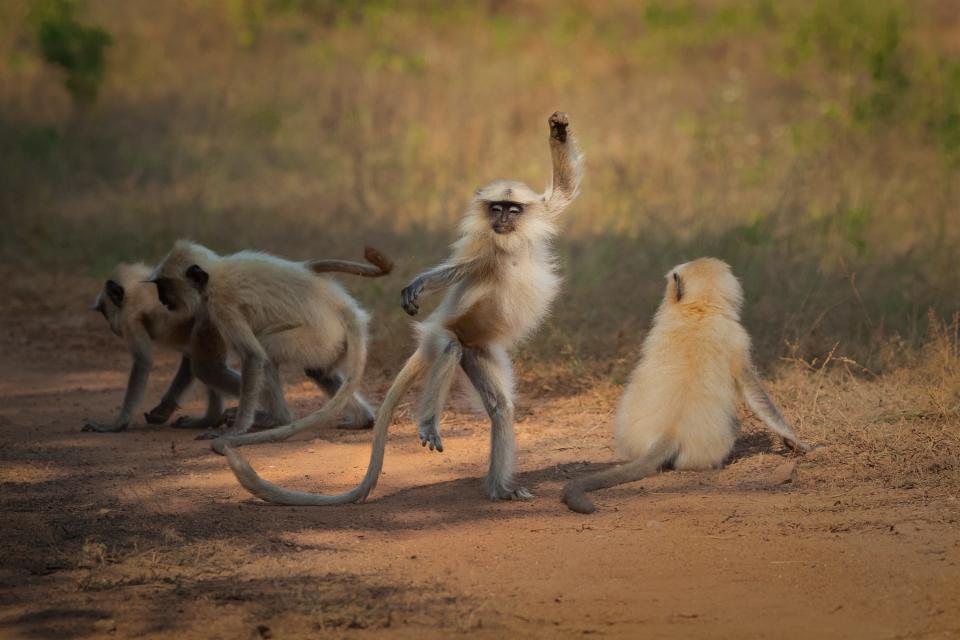 A monkey appears to dance.