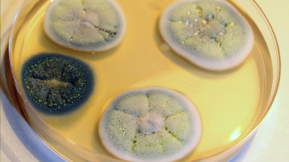 Multiple circular penicillia molds growing in a petri dish