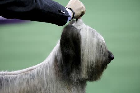 Charlie, a Skye Terrier and winner of the Terrier group, poses during judging at the Westminster Kennel Club Dog show at Madison Square Garden in New York February 16, 2016. REUTERS/Mike Segar
