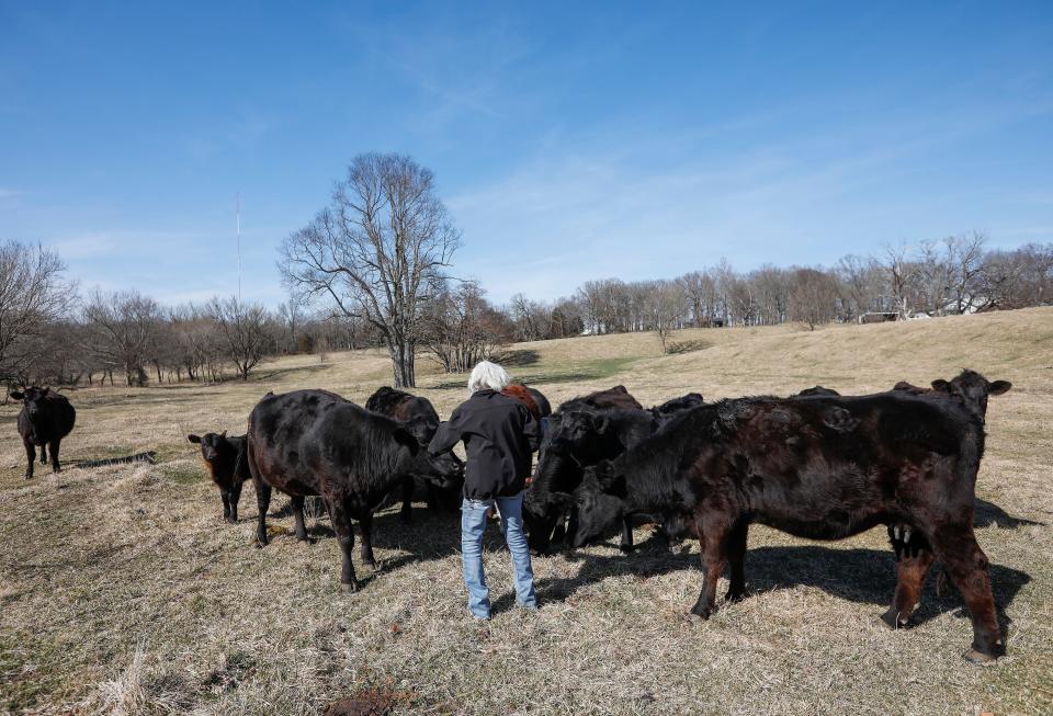 Cattle surround Charlene Raines as she feeds them range cubes on Monday, March 8, 2021.