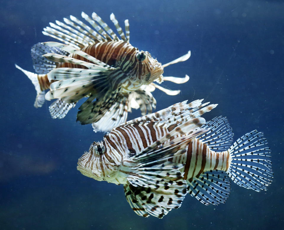 Turkey fish swim in an aquarium in the zoo of Frankfurt, Germany, Tuesday, Oct. 16, 2012. (AP Photo/Michael Probst)