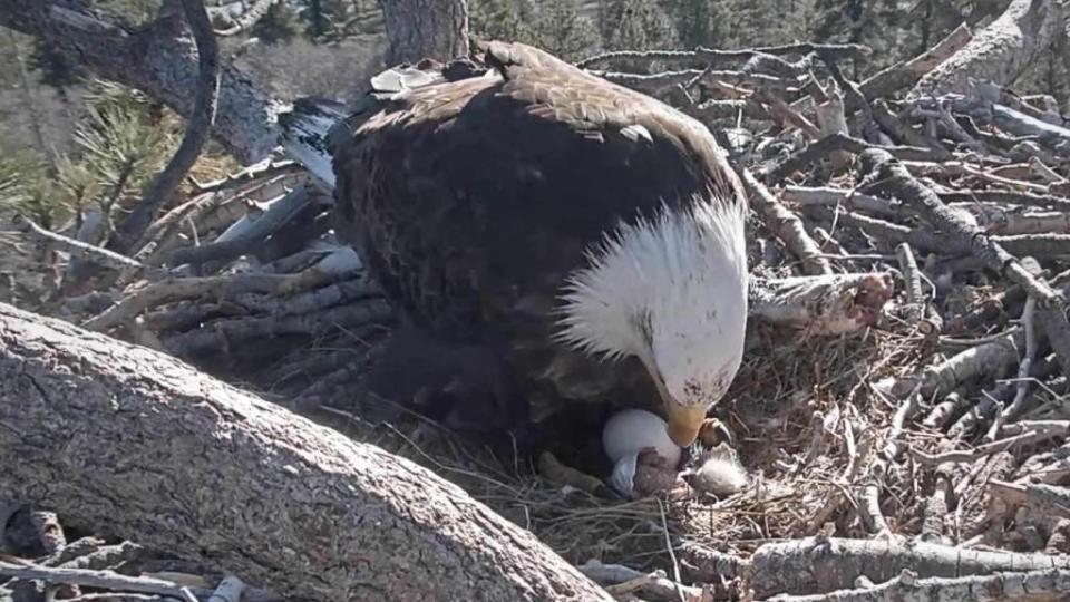 <p>Well it seems the Easter Bunny’s eggs may not be the talk of the town this April, because everyone’s favorite pair of bald eagles welcomed their first chick. In case you haven’t been following along, a camera has been live streaming an eagle’s nest in Big Bear Lake, CA and two eggs were laid back […]</p> <p>The post <a rel="nofollow noopener" href="https://theblast.com/big-bear-bald-eagle-nest-live-stream-egg-hatch/" target="_blank" data-ylk="slk:Big Bear Bald Eagle Egg Hatches … It’s an Eagle!;elm:context_link;itc:0;sec:content-canvas" class="link ">Big Bear Bald Eagle Egg Hatches … It’s an Eagle!</a> appeared first on <a rel="nofollow noopener" href="https://theblast.com" target="_blank" data-ylk="slk:The Blast;elm:context_link;itc:0;sec:content-canvas" class="link ">The Blast</a>.</p>