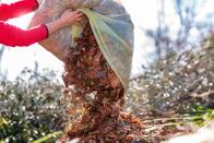 Im Herbst sammelt sich vor allem in größeren Gärten relativ viel Laub an. Doch diese Gartenabfälle sind nährstoffarm und sollten nicht in großen Mengen auf dem Kompost landen. Am besten mischt man das Laub mit stickstoffreichen Abfällen, wie Rasenschnitt oder Gemüse. Blätter von Obstbäumen, Hainbuche oder Ahorn verrotten sehr gut - noch schneller mit feuchtem Rasenschnitt. (Bild: iStock/ArtMassa)