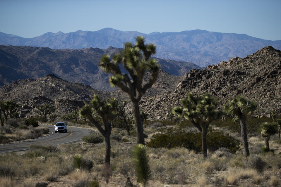 FILE - In this Jan. 10, 2019, file photo, a car drives along the road at Joshua Tree National Park in Southern California's Mojave Desert. Joshua Tree National Park is gearing up for the huge crowds drawn to the Southern California desert during the holidays. The National Park Service says the period from late December through Jan. 1 brings some of the busiest days, and campgrounds and parking lots will likely be full. At times, the park becomes drive-through-only because there are no more parking spaces. (AP Photo/Jae C. Hong, File)