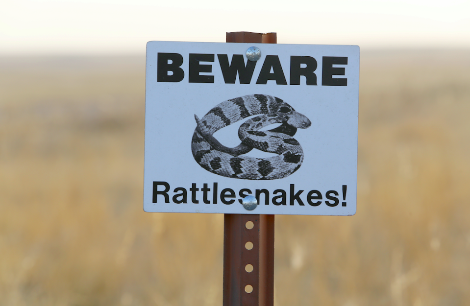 <em>Doctors warned against attempting to kill venomous snakes (Rex)</em>