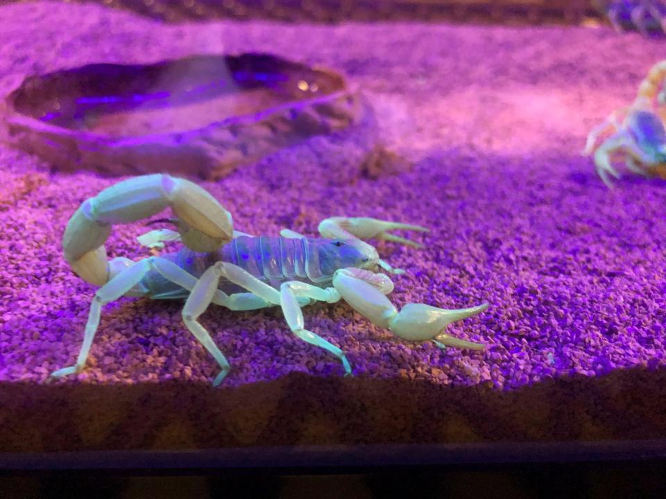 In this Aug. 18, 2019, photo, a scorpion appears in a tank after being captured in Lost Dutchman State Park, Arizona.