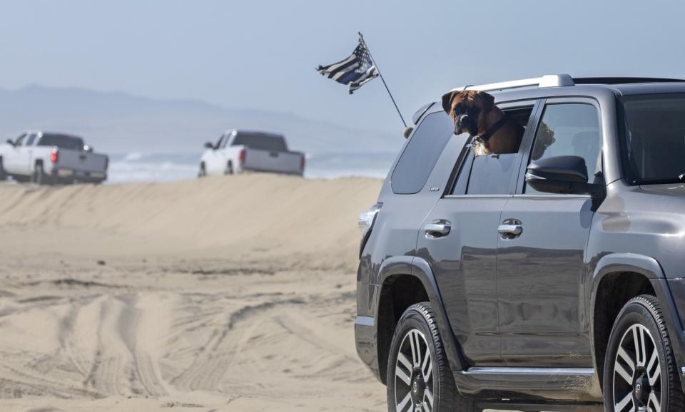 A dog pokes its head out the window of an SUV driving on beach dunes