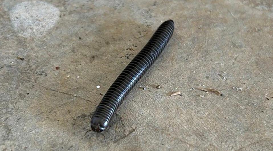 Usually found outdoors, the common millipede can wander indoors.