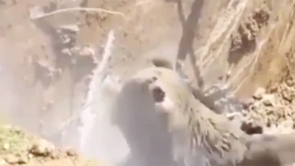 The bear was less than impressed with its rescuers. Source: YouTube