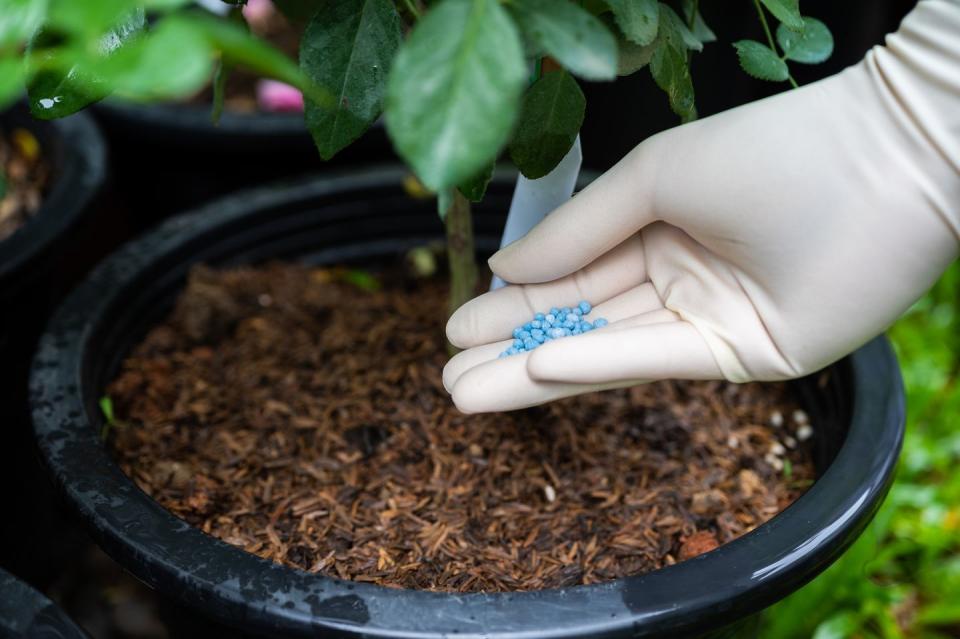 cropped shot view of gardener holding organic fertilizer in hand before applying to roses