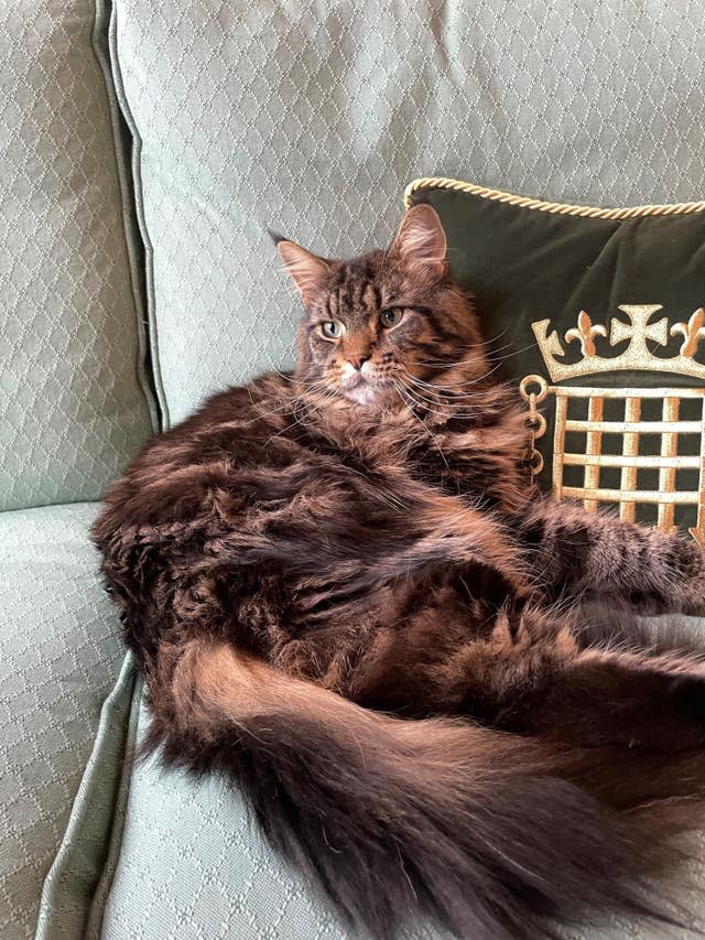 Attlee the cat cuddling up to a cushion adorned with the crowned portcullis official emblem of the UK Parliament