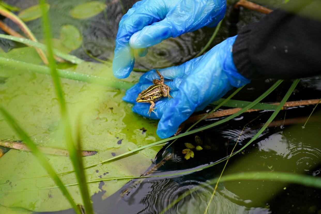 A northern pool frog is released into ancient pingos (Jacob King/ PA) (PA Wire)