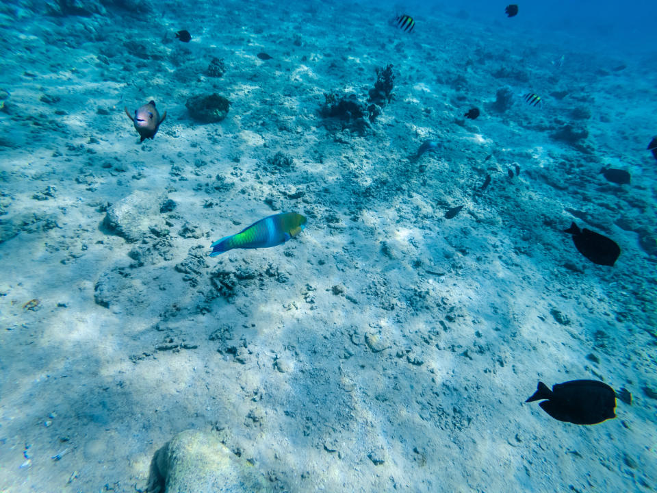 Peces pueden sentir el temor de otro pez, indica estudio. (Foto: Getty)