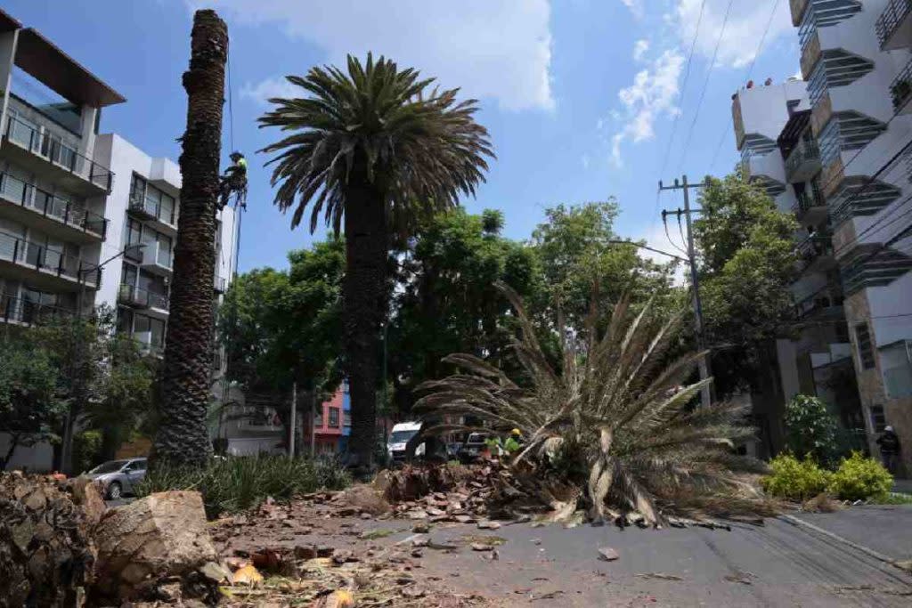 Varias avenidas de la CDMX tienen palmeras desde hace muchos años. / Foto: AFP.