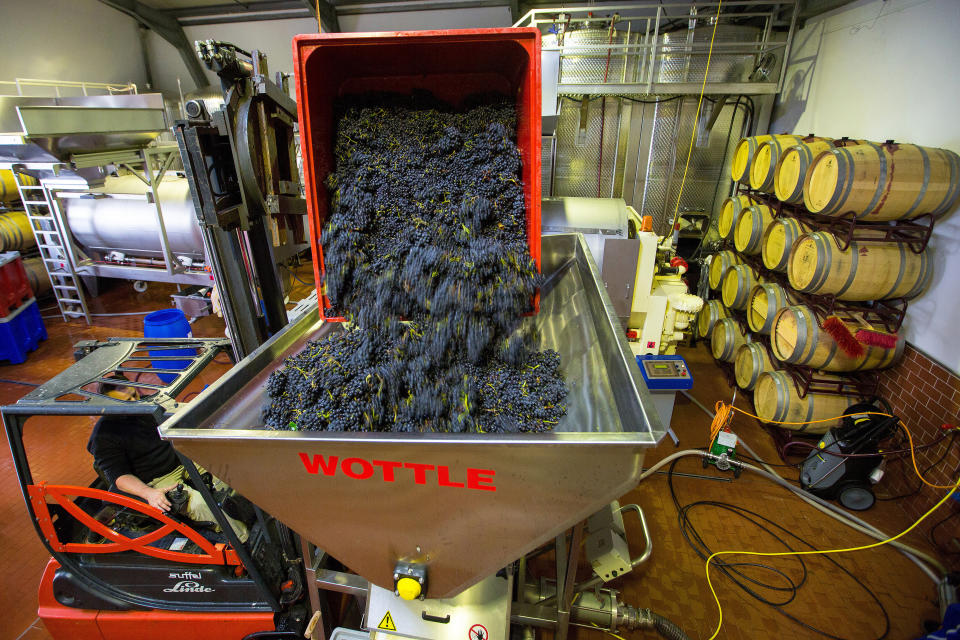 A forklift truck empties a crate of grapes into a crushing machine&nbsp;at&nbsp;the Weingut Friedrich Becker Estate.