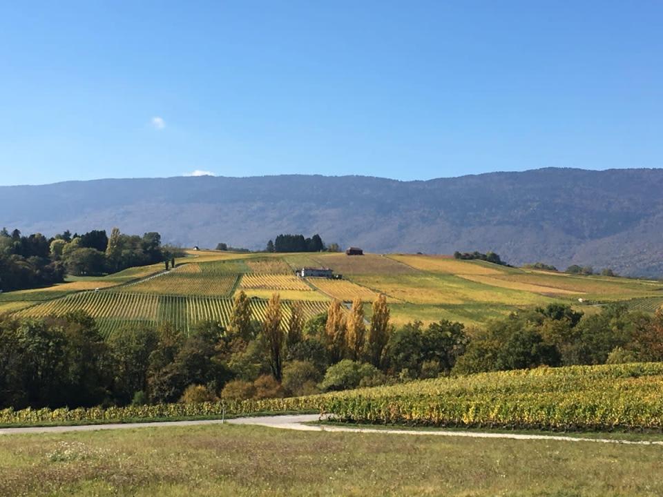 Dardagny est le troisième canton viticole de Suisse (Domaines Les Hutins)