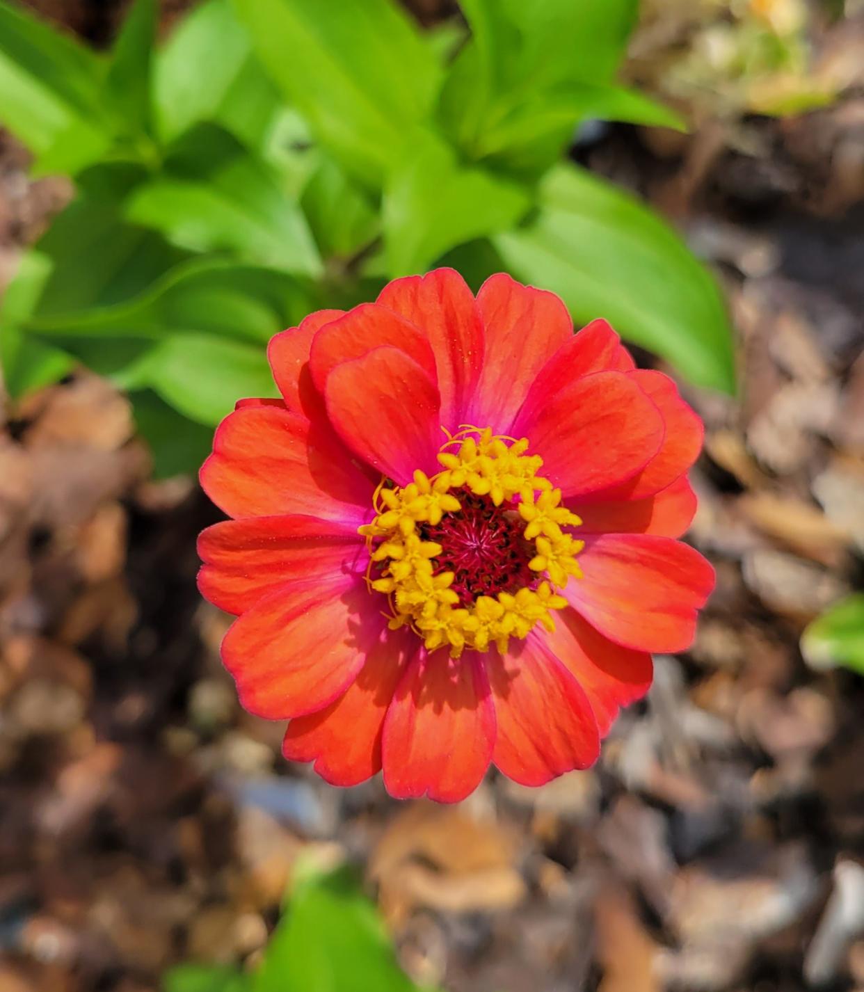 Plant zinnias in July to add color to a sunny spot in your yard.