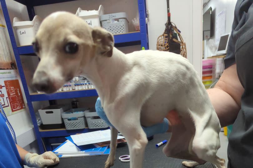 19 of the puppies examined by vets were malnourished