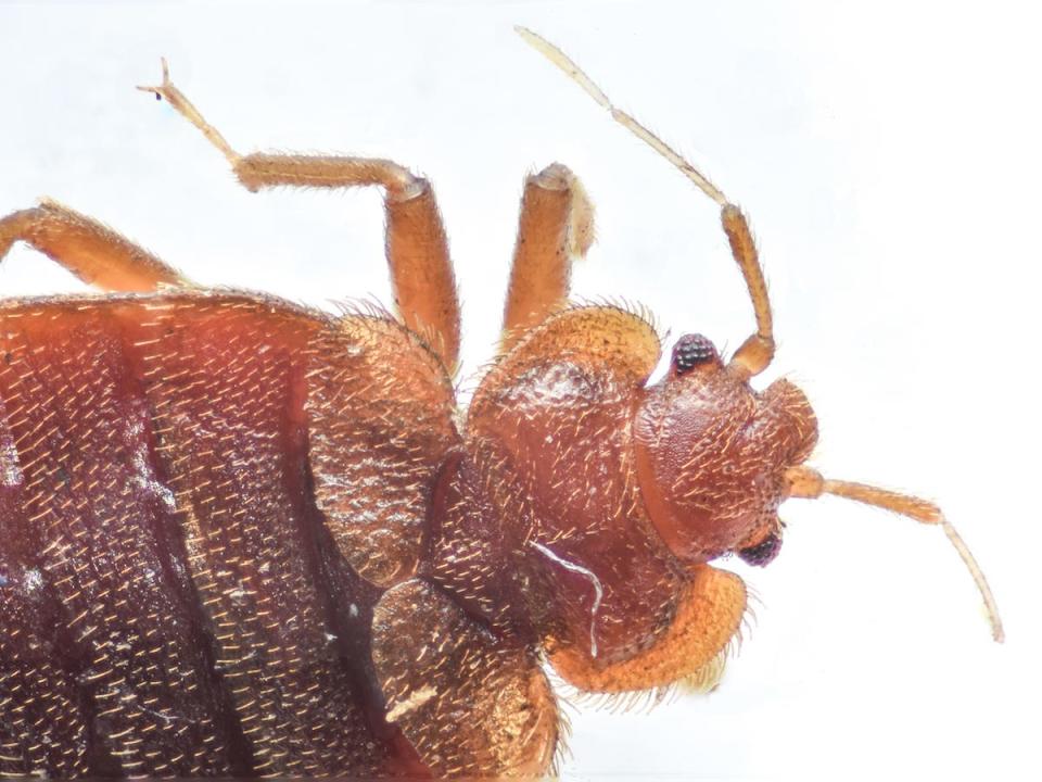 The head and thorax of a bed bug are shown.