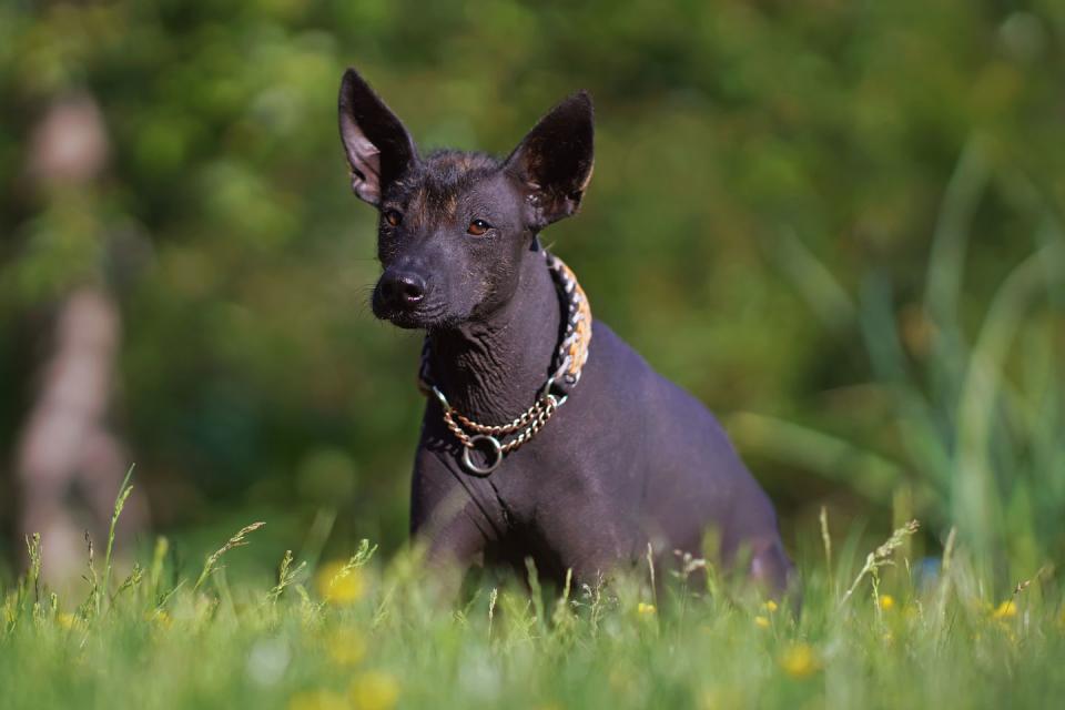 xoloitzcuintle black hairless dog with a paracord collar posing outdoors lying down on a green grass with yellow flowers in summer