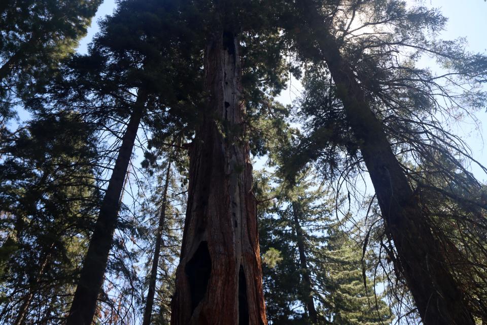 One Giant Sequoia, struck by lightning, still stands in the Bearskin grove.
