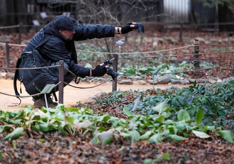 A visitor takes pictures of plants in the Apothecary Garden in Moscow