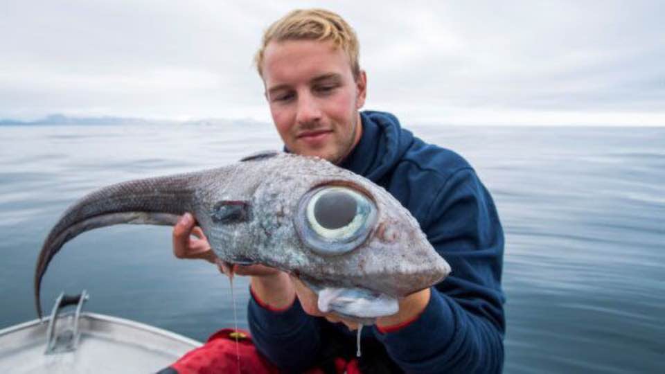 Oscar Lundahl caught this ratfish while working as a fishing guide for Nordic Sea Angling. (Facebook)