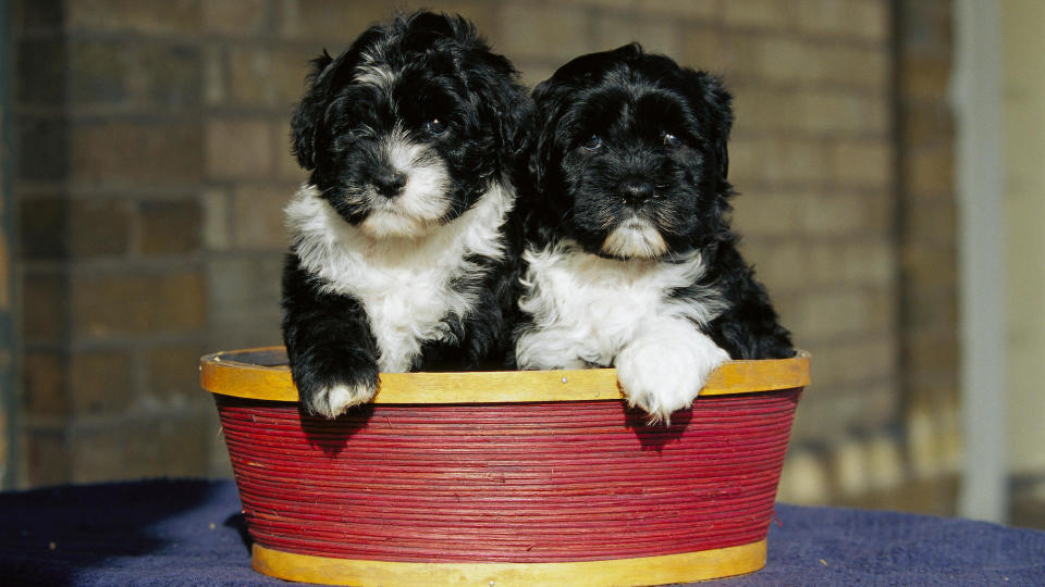 Two portuguese water dog puppies