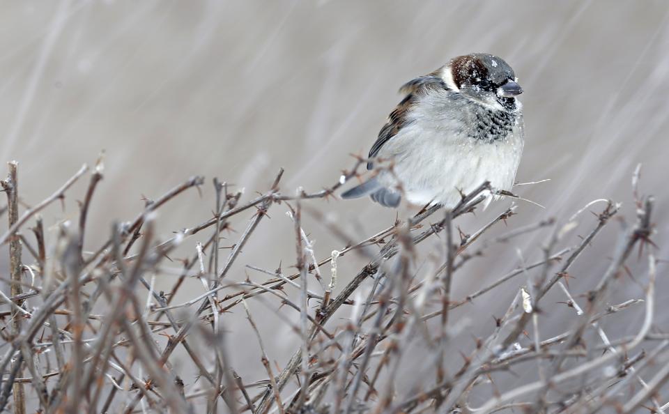 A bird rests atop a bush during a snowstorm in Quebec City