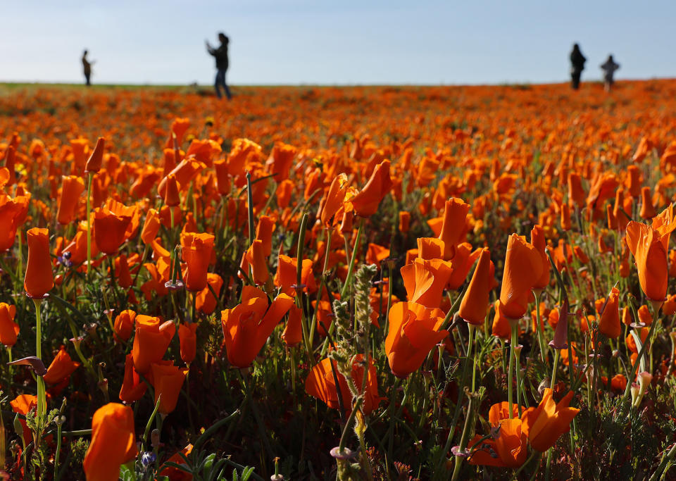 Blooming poppies near the Antelope Valley California Poppy Reserve in northern Los Angeles County, April 14, 2023