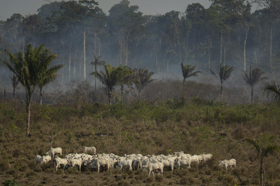 Cattle stand near a wooded area smoldering in the Alvorada da Amazonia region in Novo Progresso, Para state, Brazil, Aug. 25, 2019. (Photo: Leo Correa/AP)