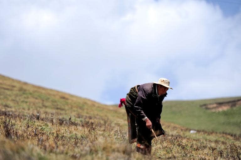 Image taken on June 1, 2013 shows a herdsman digging for parasitic fungus in Maqu County, Gannan in northwest China's Gansu province