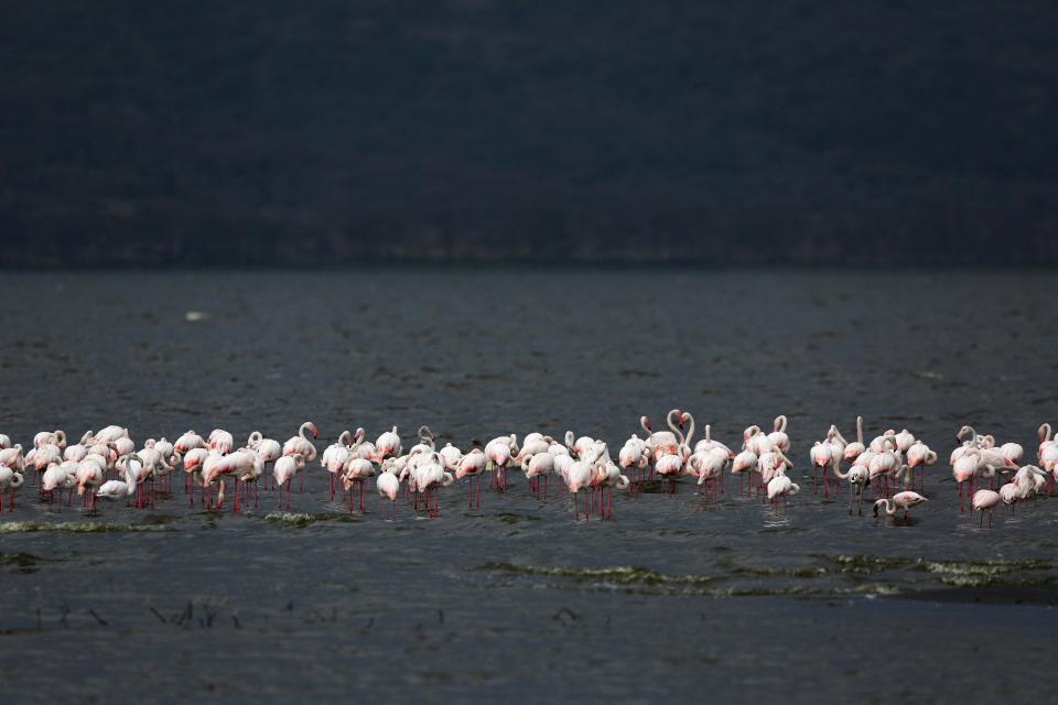 Earthprints: Lake Nakuru