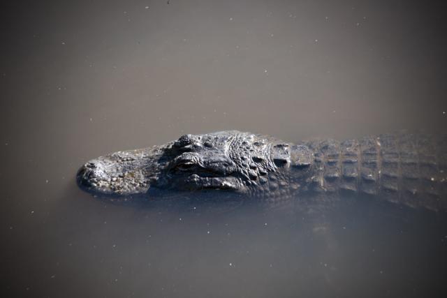 Chinese city hunts for dozens of crocodiles, Taiwan News