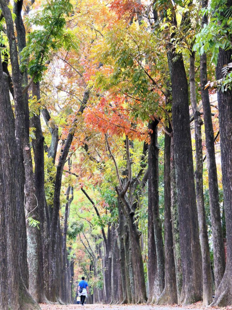 茂管處新威森林公園桃花心木正值落葉期，充滿異國浪漫景色；而鄰近的神威天臺山道場維多莉亞園區粉紅花旗木也盛開，五天連假遊客不妨安排一次賞花之旅。（記者鄭伯勝翻攝）