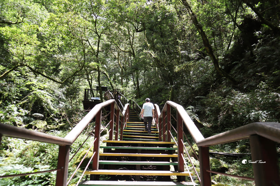 拉拉山巨木群步道